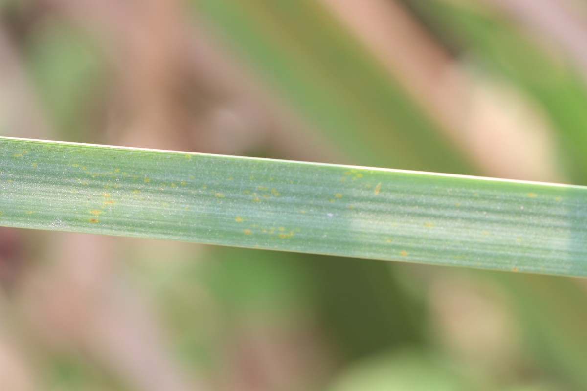 Typha angustifolia L.